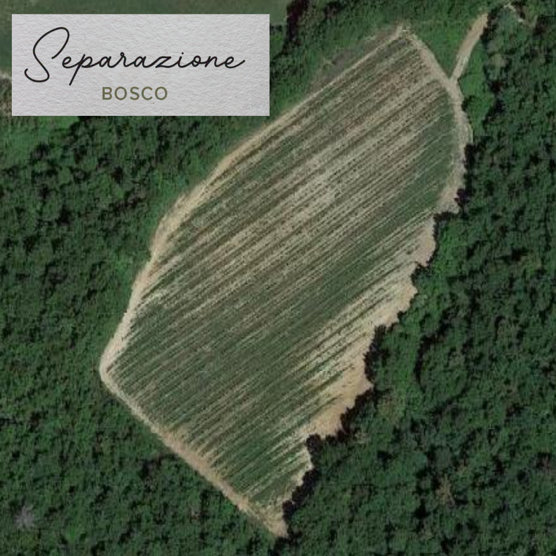 Il Colle di Carli 2020 "Bosco" Brunello di Montalcino DOCG 750mL