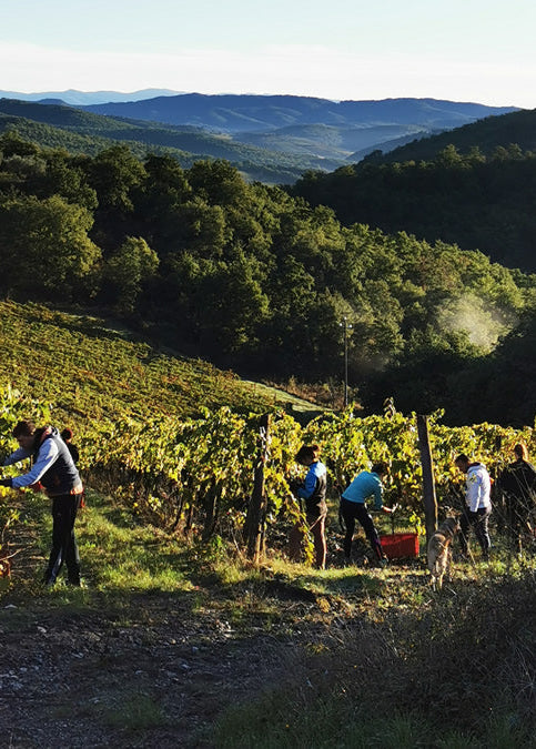 People working in a vineyard with tuscan hills in the background