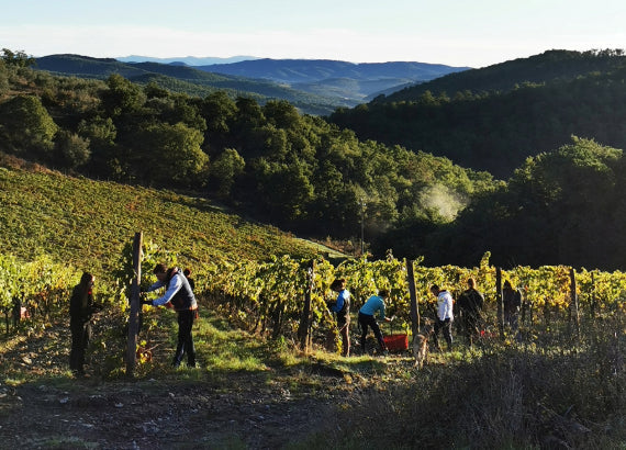 The best Chianti Classico Gran Selezione in Australia (Tregole)