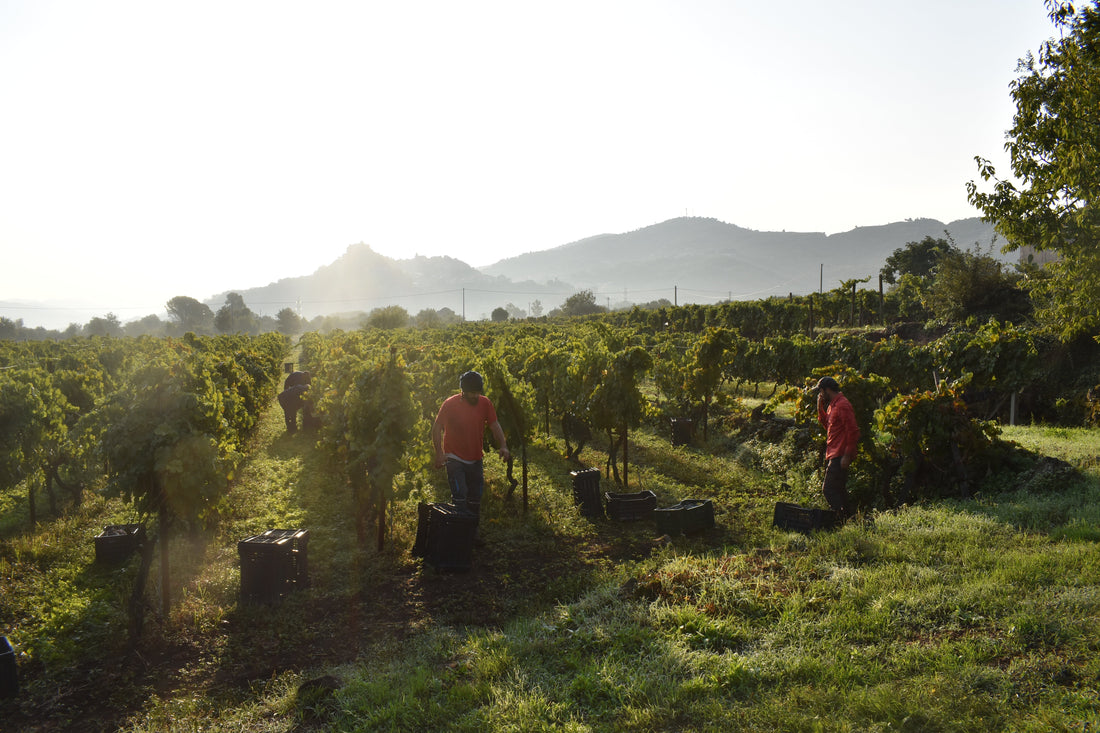 Nerello Mascalese Deep Dive