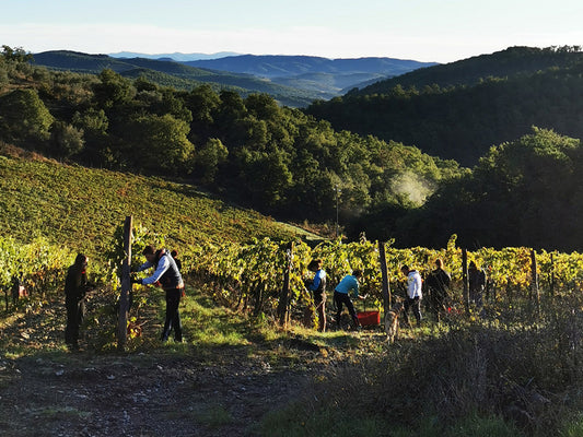 101: Vino Cammino X Sangiovese