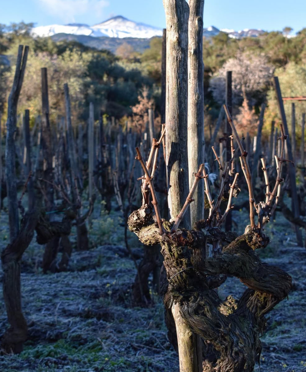 Why we think old vines matter