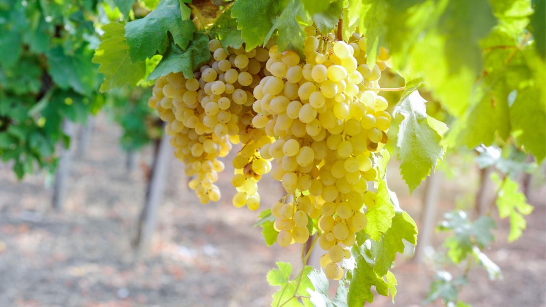 Chenin Blanc Deep Dive