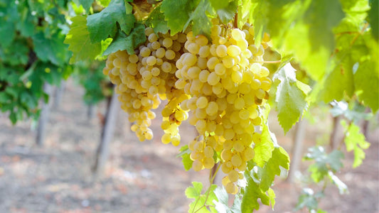 Chenin Blanc Deep Dive