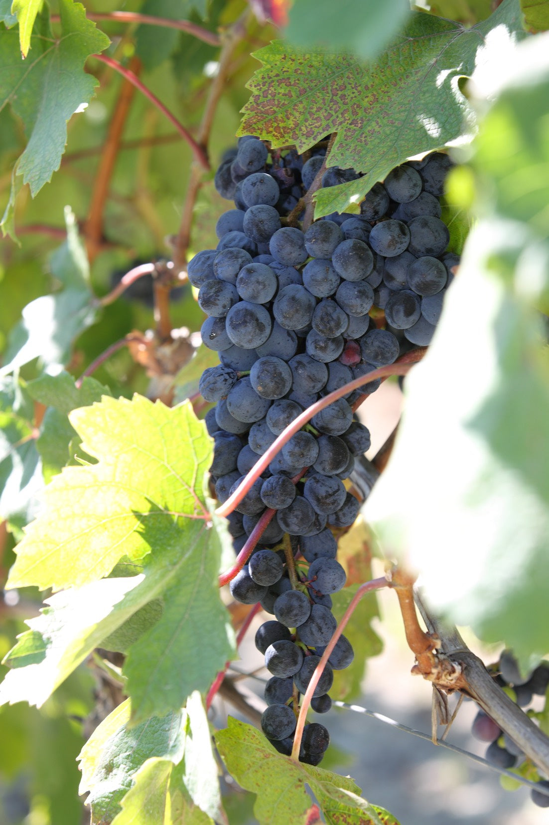 Cecilia Monte 2022 Langhe Nebbiolo DOC "Cà di Monti" 750mL